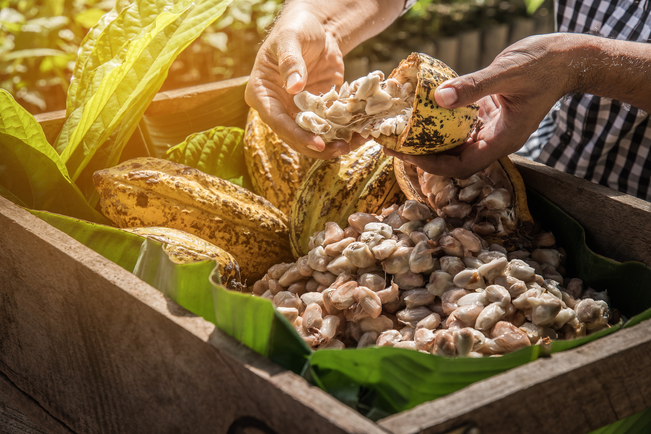 Cocoa Beans and Cocoa Fruits, Fresh cocoa pod cut exposing cocoa seeds, with a cocoa plant in background.