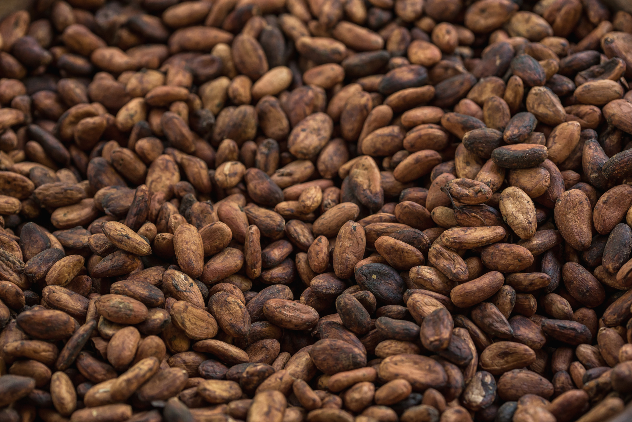 cocoa beans